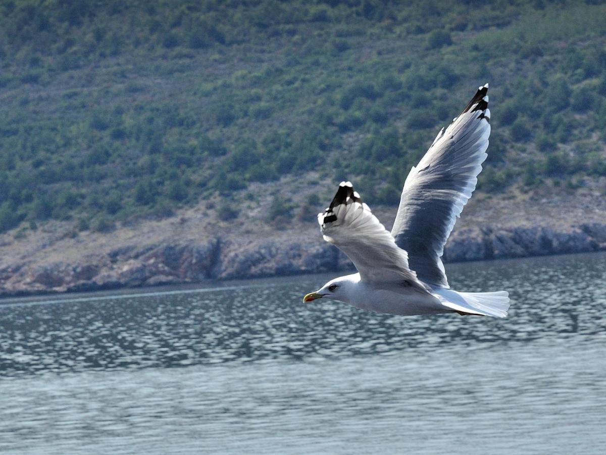 Paril Apartman Crikvenica Kültér fotó